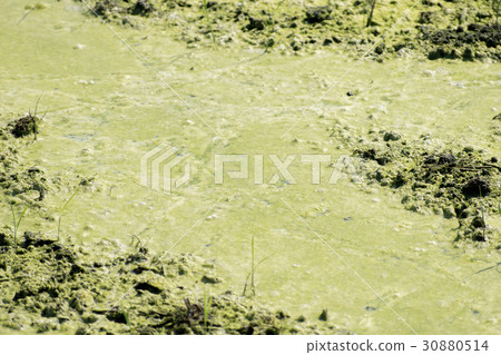 Ao midoro發酵發生稻田苔蘚氧氣泡Aoko Ao midoro發酵發生稻田苔蘚氧氣泡Aoko 30880514