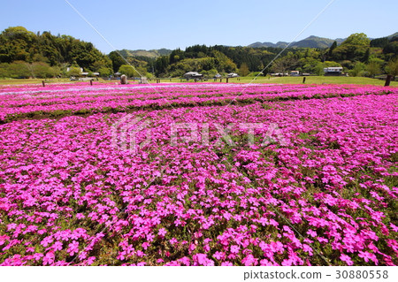 臼杵石佛公園公園苔蘚 30880558