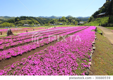 臼杵石佛公園公園苔蘚 30880559