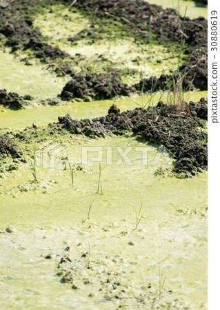 Ao midoro發酵發生稻田苔蘚氧氣泡Aoko 30880619