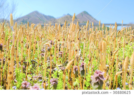 Tsukushi的發芽 Tsukushi的發芽 30880625
