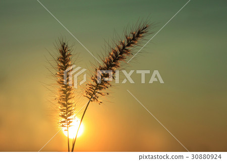 Abstract soft blurred and soft focus silhouette th Abstract soft blurred and soft focus silhouette th 30880924