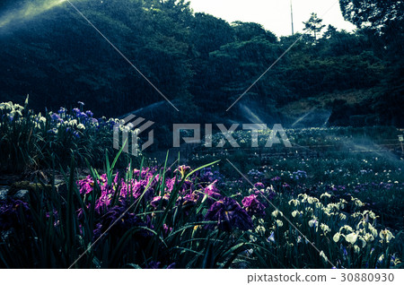 在虹膜花園灑水 在虹膜花園灑水 30880930