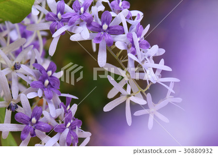 Abstract soft blurred and soft focus of Purple wre Abstract soft blurred and soft focus of Purple wre 30880932