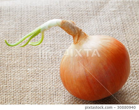 Germinated onion 30880940