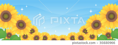 Summer blue sky and sunflower (landscape) sunflower sunflower sunflower Summer blue sky and sunflower (landscape) sunflower sunflower sunflower 30880966