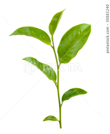 Green tea leaf isolated on white background 30881240