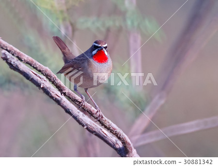 Siberien Rubythroat Bird (luscinia calliope) Siberien Rubythroat Bird (luscinia calliope) 30881342