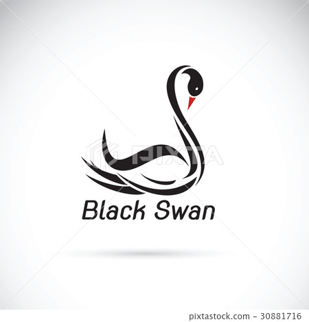 Vector of a black swan on white background. Vector of a black swan on white background. 30881716