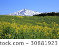 Chokai and rape blossoms 30881923
