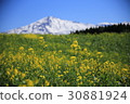 Rape flowers and mountains 30881924