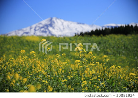 Rape flowers and mountains 30881924
