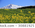 Chokai and rape blossoms 30881925