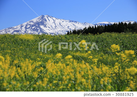 Chokai and rape blossoms 30881925