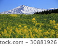  Rapeseed flowers and Mt. Chokai 30881926
