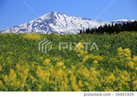  油菜花和Chokai山 30881926