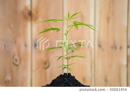 Green cannabis plants Green cannabis plants 30881954