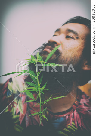 happy man with cannabis plant happy man with cannabis plant 30882019