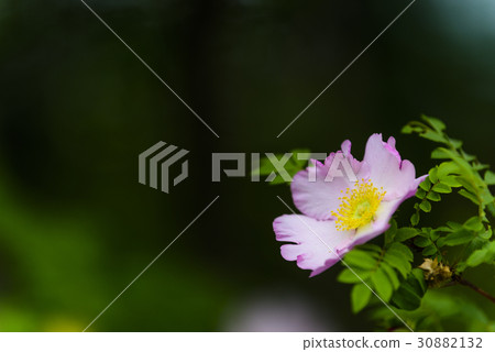 Japanese rose 30882132