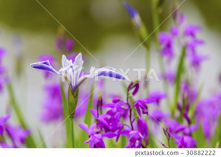 虹膜和矽烷 30882222