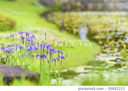 鳶尾花 30882223