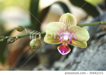 orchid 30882231