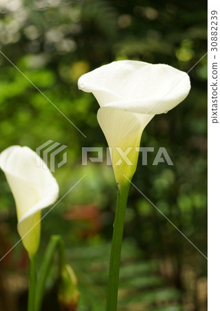 海芋 海芋 30882239