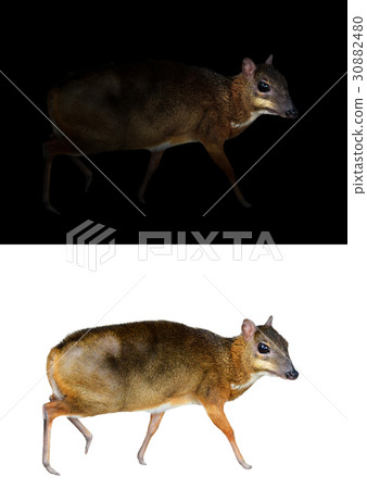 lesser mouse deer  30882480