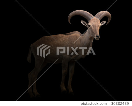 barbary sheep in the dark 30882489