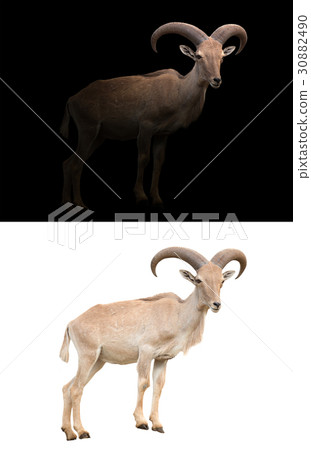 barbary sheep in the dark 30882490