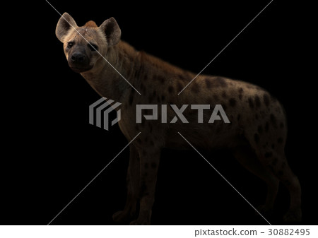 spotted hyena in the dark 30882495