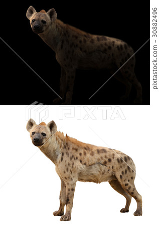 spotted hyena in the dark and white background 30882496