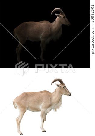 barbary sheep in the dark barbary sheep in the dark 30882501