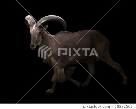 male barbary sheep in the dark 30882502