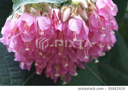 百鈴花 百鈴花 30882929