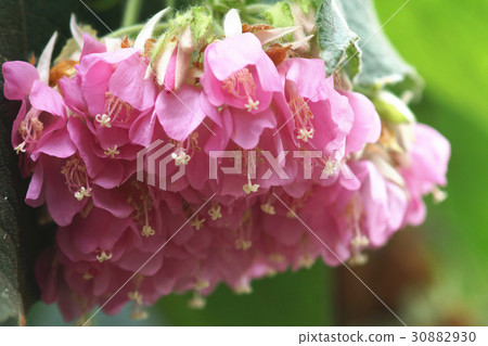 Bailing flower Bailing flower 30882930