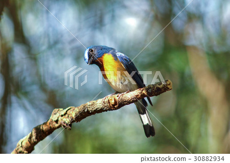 Chinese Blue Flycatcher (Cyornis glaucicomans) 30882934