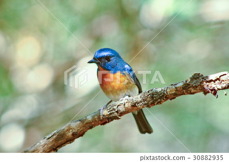 Chinese Blue Flycatcher (Cyornis glaucicomans) 30882935