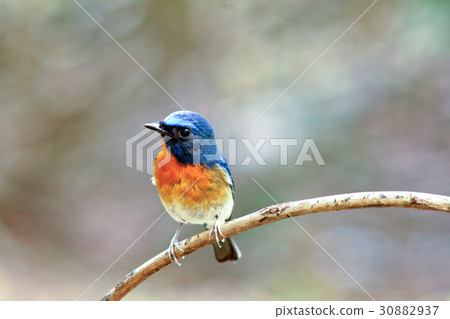 Chinese Blue Flycatcher (Cyornis glaucicomans) 30882937