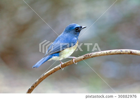 Chinese Blue Flycatcher (Cyornis glaucicomans) 30882976