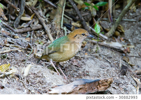 Rusty-naped Pitta :pitta  oatesi 30882993