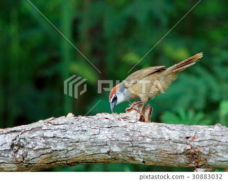 Chestnut-capped Babbler 30883032