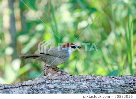 Chestnut-capped Babbler 30883036