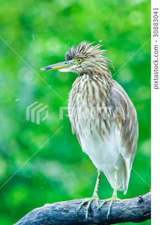 Chinese Pond Heron :Ardeola bacchus Chinese Pond Heron :Ardeola bacchus 30883041