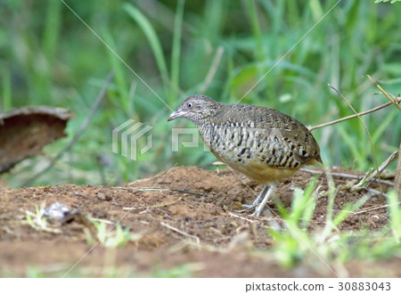 Barreb Buttonquil Bird Barreb Buttonquil Bird 30883043