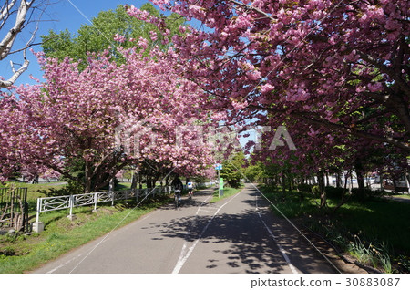 白石自行車道(Shiraishi Kokoro Nanzidori 19 - chome South) 白石自行車道(Shiraishi Kokoro Nanzidori 19 - chome South) 30883087