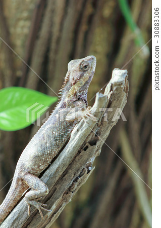 brown Lizard 30883106