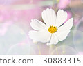 Background of colorful flower in blur concept 30883315