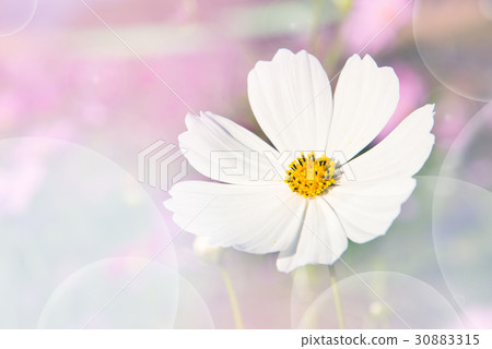 Background of colorful flower in blur concept Background of colorful flower in blur concept 30883315
