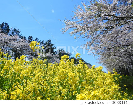 Cherry blossoms of Ohgata village Nanohana Road Cherry blossoms of Ohgata village Nanohana Road 30883341